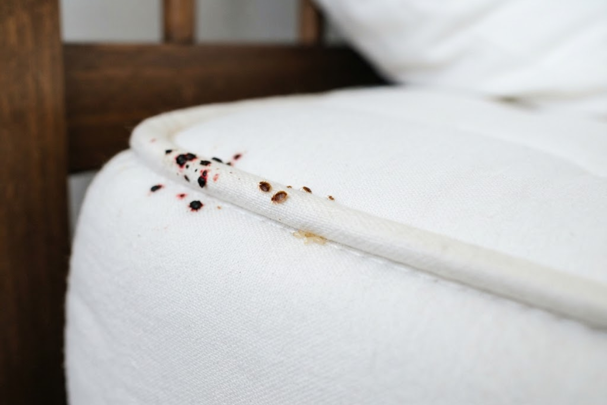 Early Signs of a Bed Bug Infestation Worth Paying Attention To